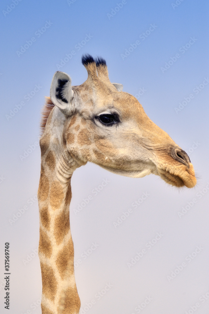 Naklejka premium Giraffe #1