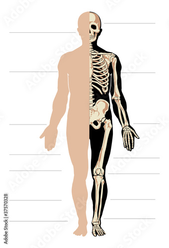 Vector body and skeleton