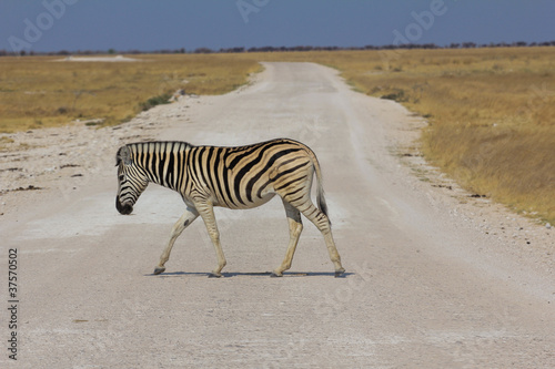 Zebra auf der Stra  e