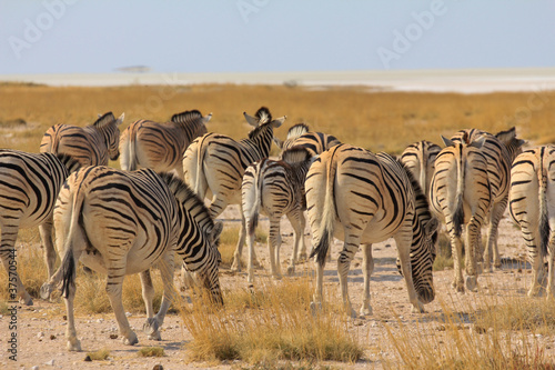 Zebras in der Steppe