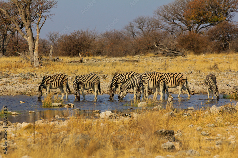 Naklejka premium Zebras am Wasserloch