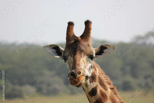 giraffe head chewing