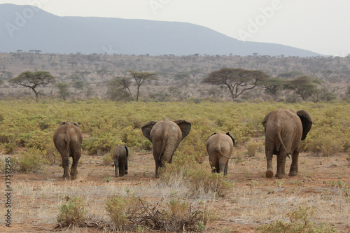 5 elephants asses