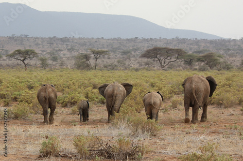 5 elephants asses photo