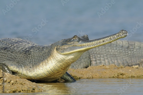 Gharial photo