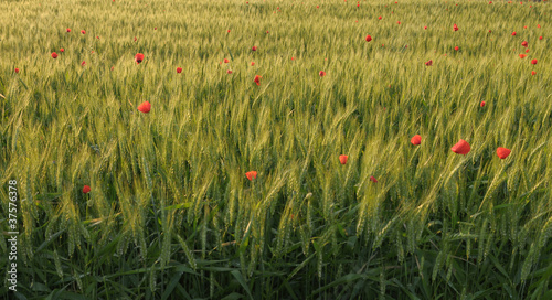 Corn field with red poppies