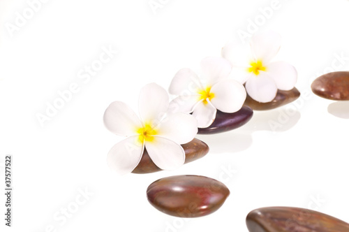 White frangipani flowers on red zen stone