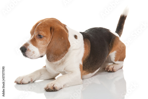 beagle dog © Andreas Gradin