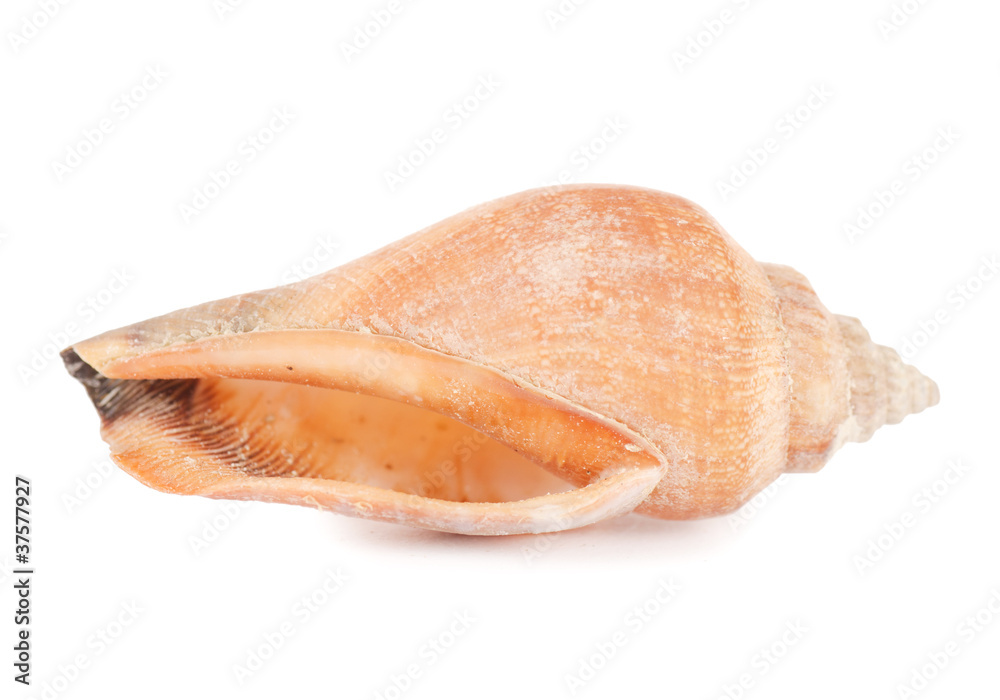 Sea shell isolated on a white Sea shell isolated on a white