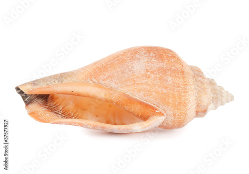 Sea shell isolated on a white