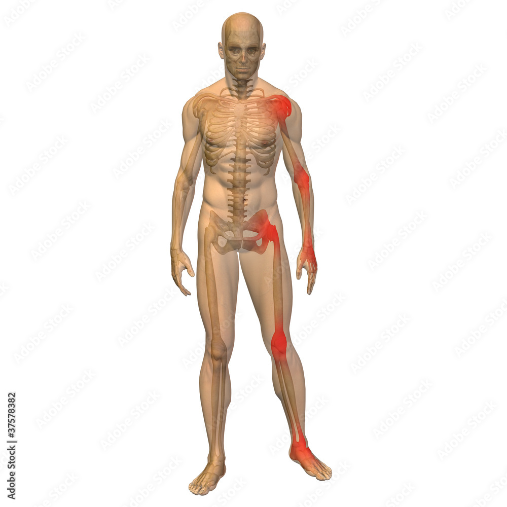 High resolution conceptual 3D anatomy