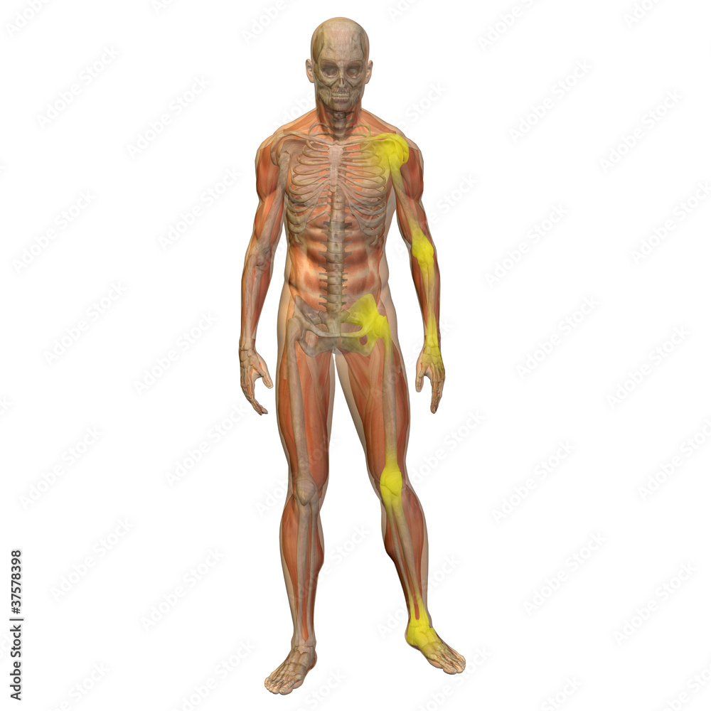 High resolution conceptual 3D anatomy