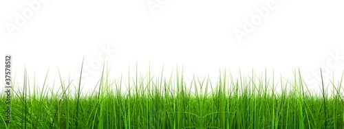 High resolution grass banner isolated