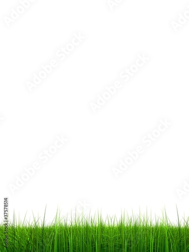 High resolution grass isolated