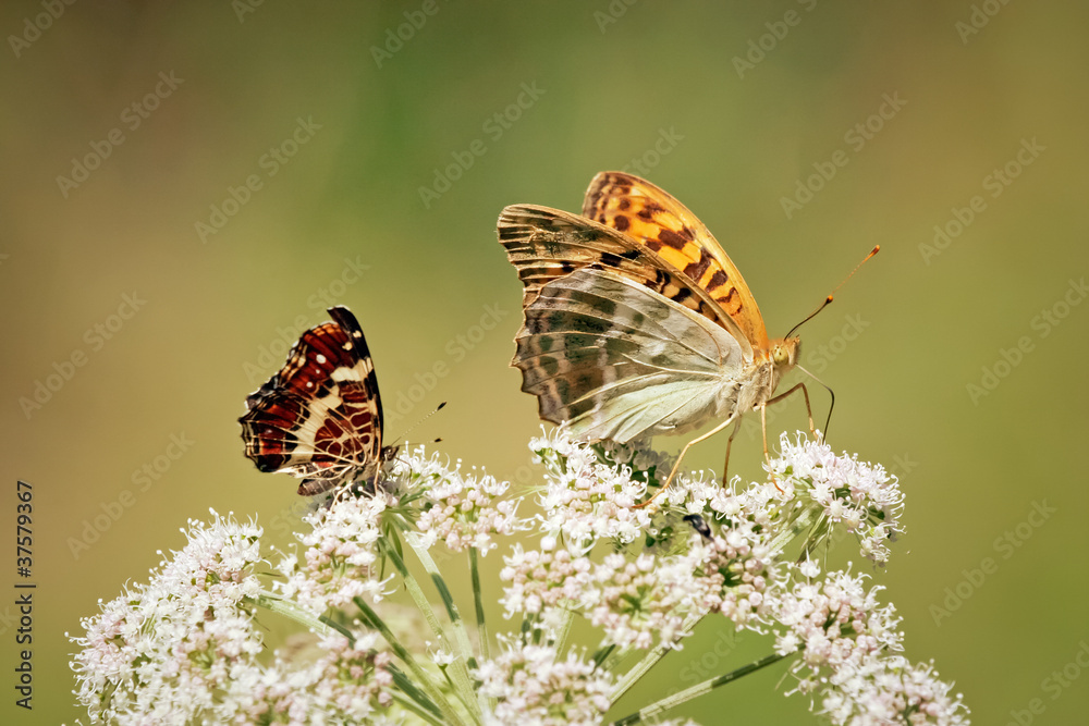 Naklejka premium Colorful butterflys