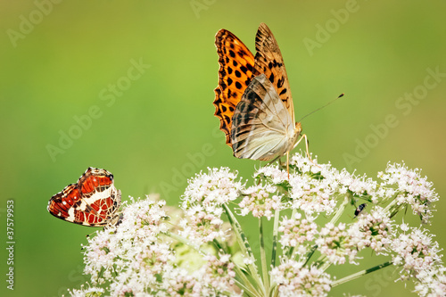 Red and orange butterflies