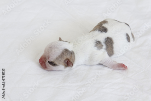 Fototapeta Naklejka Na Ścianę i Meble -  Chihuahua Newborn