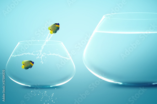 Anglefish in small fishbowl watching goldfish jump into large fi photo