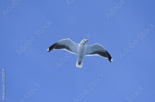 Common Gull