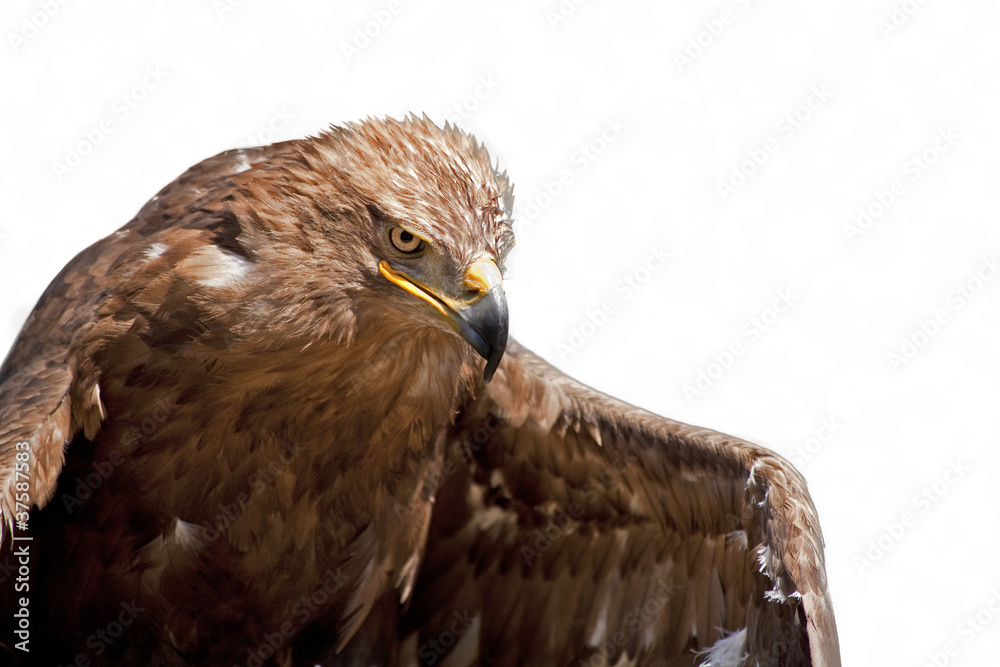 Fototapeta premium The hawk