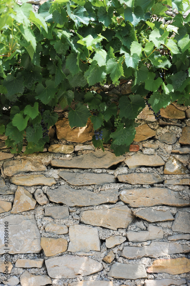 Obraz premium Wine and Stone Wall