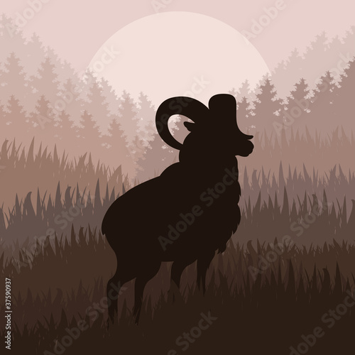 Mountain sheep in wild nature landscape illustration