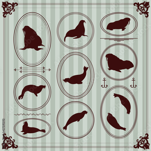 Sea lion and walrus seal vintage frames and elements