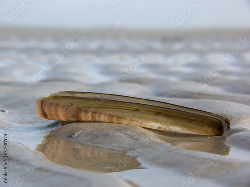 Amerikanische Scheidenmuschel - American jackknife clam photo