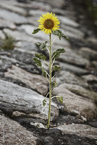 Fototapeta Naklejka Na Ścianę i Meble -  Sonnenblume
