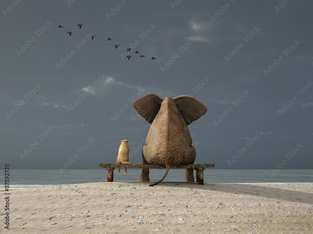 Fototapeta słoń i pies siedzą na plaży