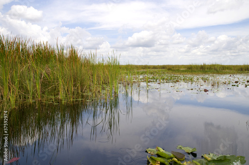 Reflections in the Everglades Florida USA photo