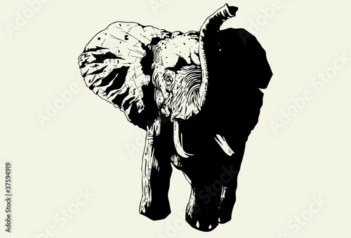Wild Elephant