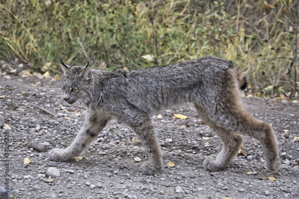 Obraz premium Rocky Mountain Lynx
