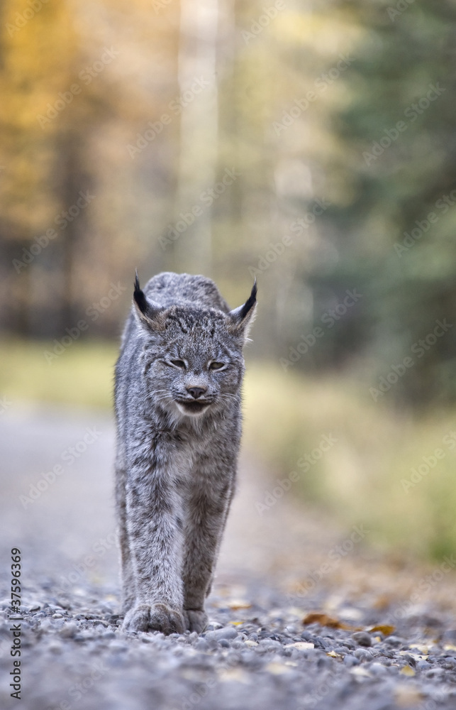 Fototapeta premium Rocky Mountain Lynx