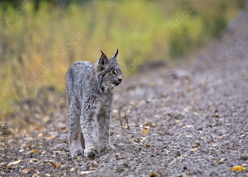 Rocky Mountain Lynx © pictureguy32