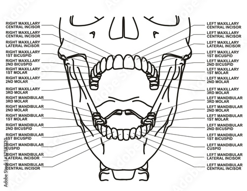 Human dental chart