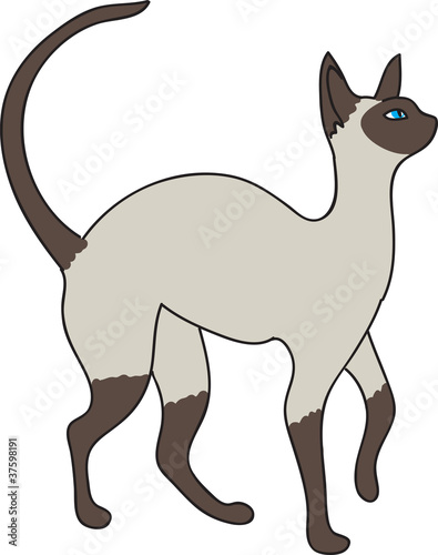 Siamese cat