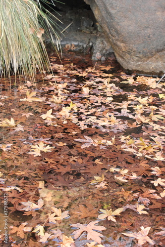 autumnal brown dried leaves in water