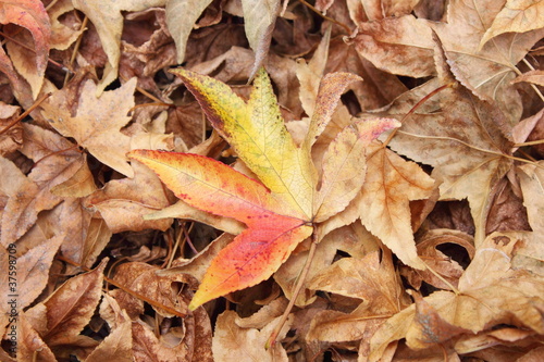 autumn dry leaves