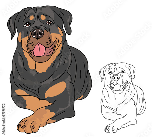 Rottweiler