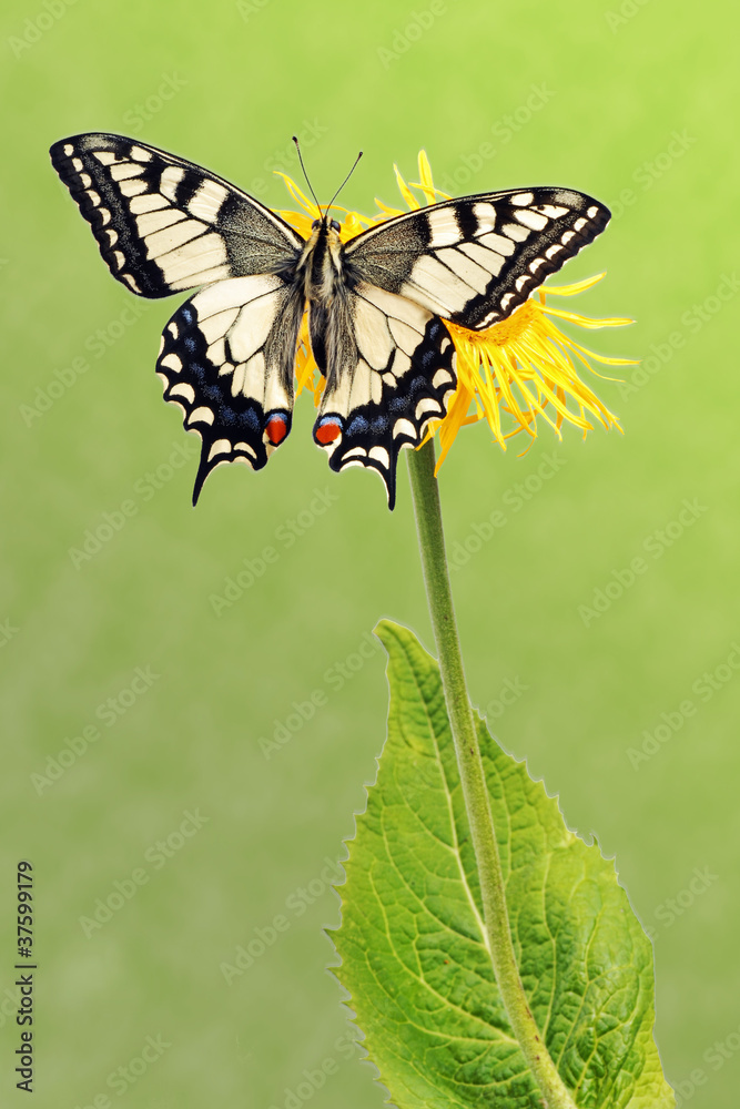 Fototapeta premium Swallowtail (Papilio machaon)