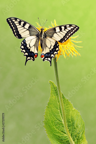 Swallowtail (Papilio machaon)