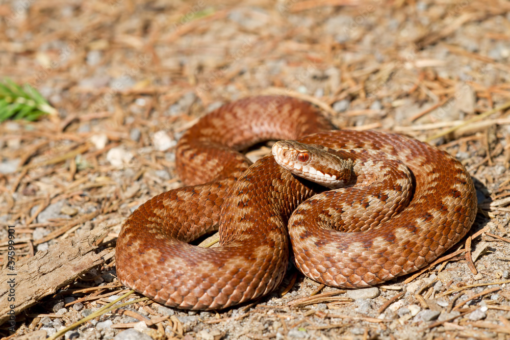 Obraz premium Vipera berus