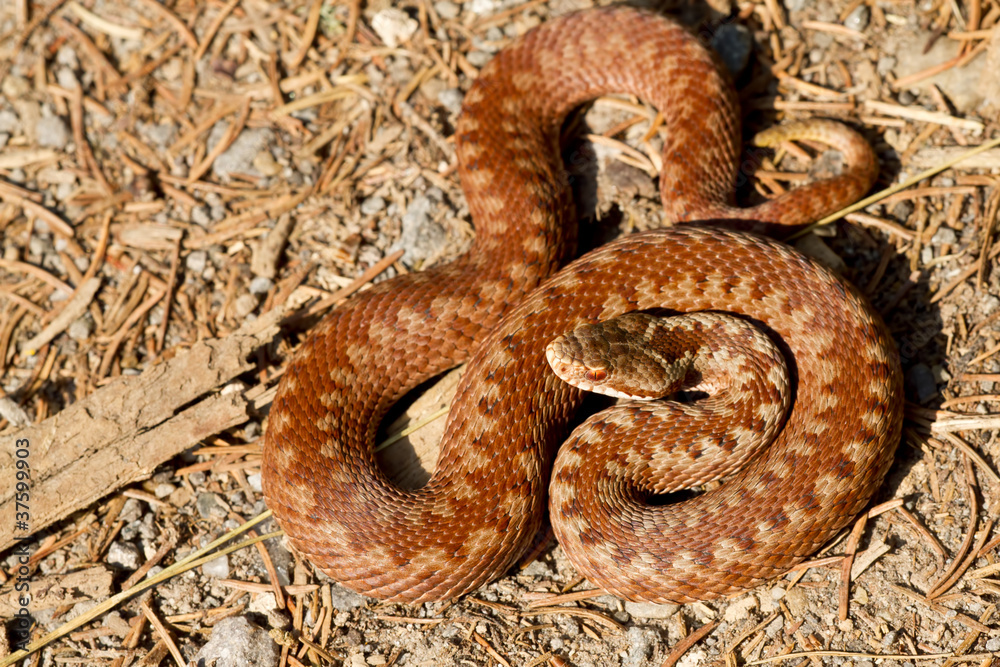 Fototapeta premium Vipera berus
