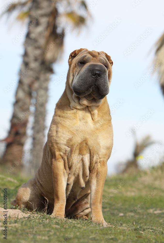 shar pein assis de face - calme, placidité sagesse