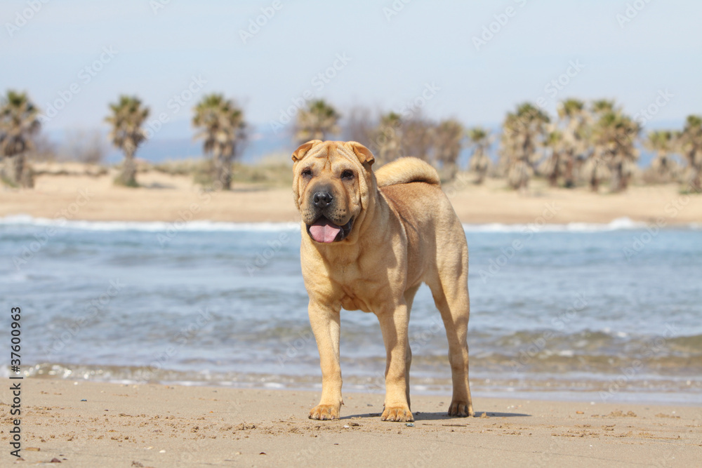 shar pei on the beach with a lot of sun shar pei on the beach with a lot of sun