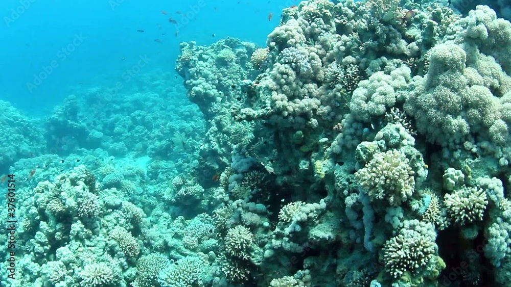 Tropical coral reef and fishes on Red Sea. Tropical coral reef and fishes on Red Sea.