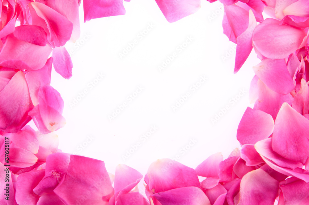 frame of pink rose petals