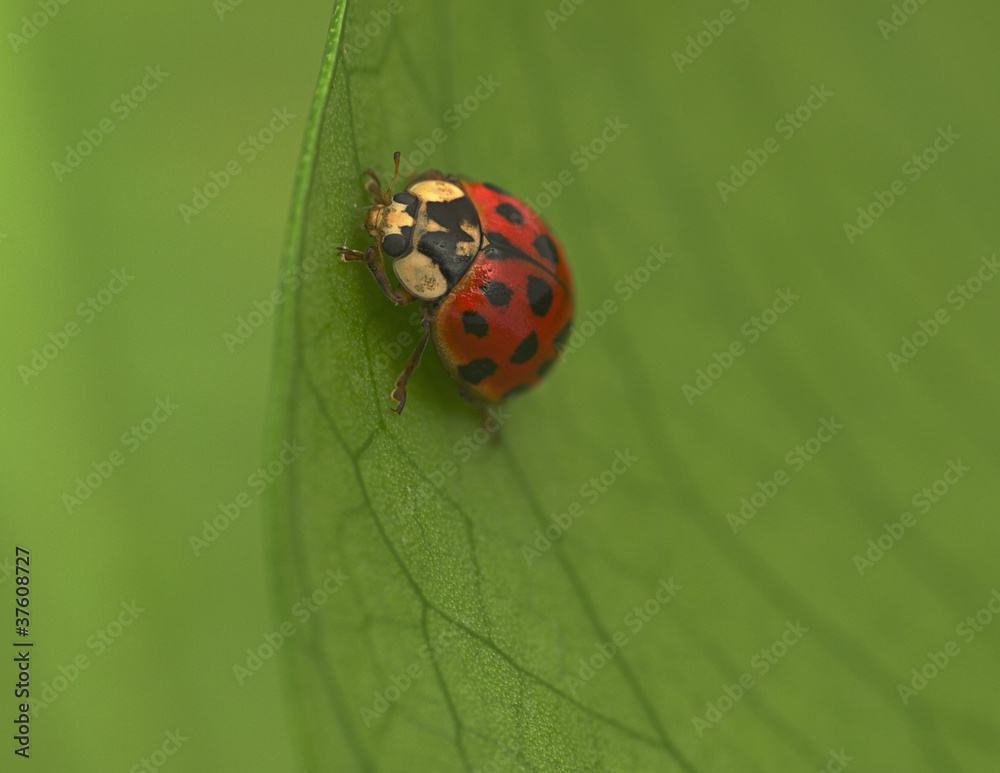 Fototapeta premium Ladybird