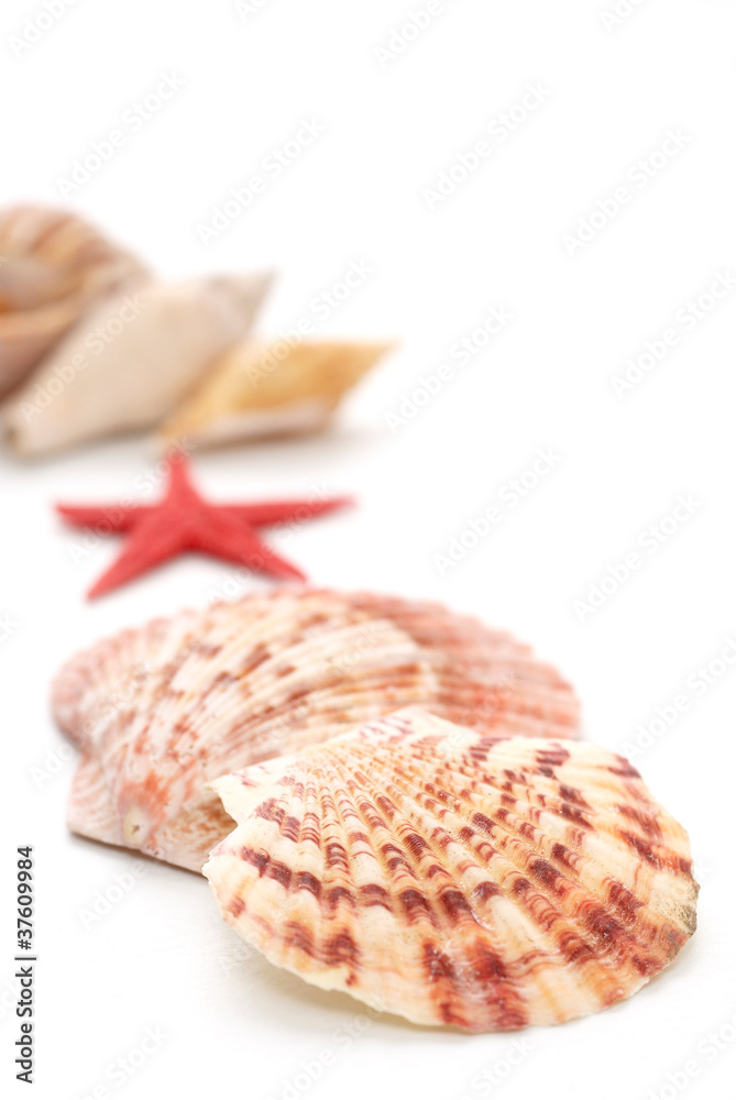 Sea shells